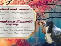 Щенки английского кокер спаниеля