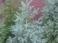 Озеленение участков