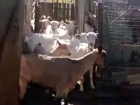 Козы на племя