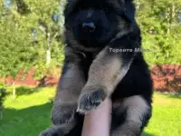 Немецкая овчарка