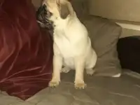 Мопсик. Девочка
