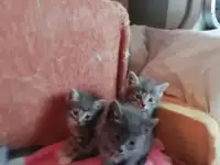 Котятки очаровашки заботливым хозяевам, фотография 3