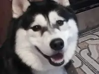 Найдена собака