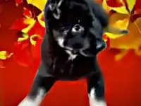 Щенки ВЕО (немецкой овчарки восточноевропейского типа, восточноевропейской овчарки), фотография 2