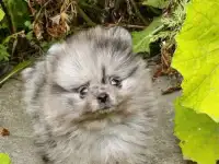На продажу девочка померанского шпица, фотография 6