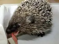Еж европейский