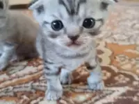 Шотландские котята чистокровные