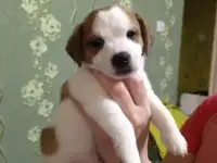 продаются щенки джек рассела