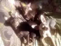 замечательный мальчишка станет лучшим другом