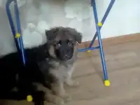 продам собак