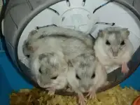 Джунгарские хомяки, фотография 9