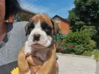 Щенок немецкого боксера