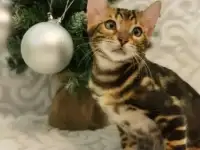 Бенгальские котята, фотография 10