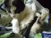 Отдам котят в заботливые руки
