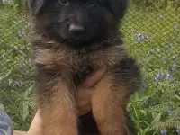 Щенки немецкой овчарки