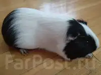 Морские свинки, фотография 3