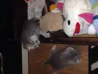 БРОНИРОВАНИЕ КОТЯТ БРИТАНСКИХ