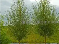 Крупномеры в Москве и Подмосковье с доставкой и посадкой, фотография 4