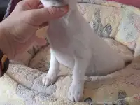 Красивая девочка чихуахуа