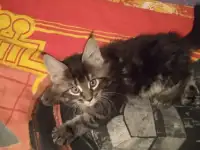 Котятки Мейн-кун, фотография 2