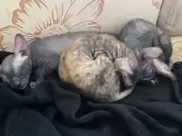 Сфинксы котята, продажа, фотография 2