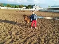Катание детей на пони, фотография 2