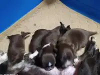 Мини чишки!