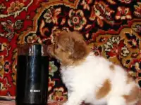 Чихуахуа длинношерстные для души., фотография 3