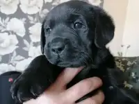 Лабрадор девочка чистокровная