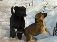 СРОЧНО!!! Щенки в добрые руки, фотография 5