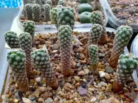 Кактусы на продажу, Turbinicarpus pseudomacrochele от Kohres, фотография 4