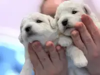 Щенки Бишон Фризе