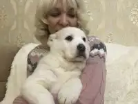 Щенки среднеазиатской овчарки, фотография 4