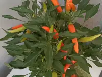 Перец декоративный Пиканто