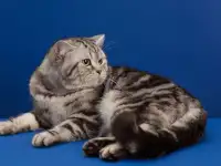 Вязка. Прямоухий шотландец ищет кошечку для вязки.Умный котик.
