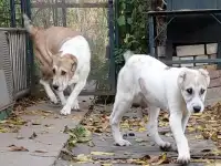 Щенок САО