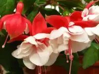 Продается фуксия изящная
