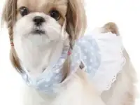 Стрижка собак и кошек