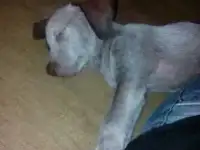 отдам щенка