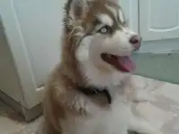 отдам в добрые руки