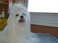 вязка мальтийской болонки