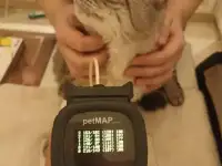 Ветеринарный врач кардиолог, УЗИ, фотография 2