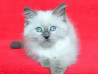 Невский маскарадный котик Шоу/Брид класса