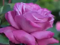 Саженцы роз ОПТОМ, фотография 2