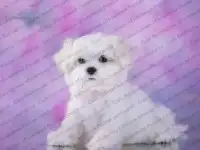 щенка , кобелька мини Мальтийской болонки