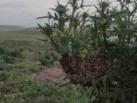 Мёд