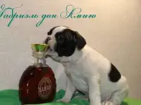 щенки французского бульдога