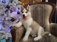 щенки хаски