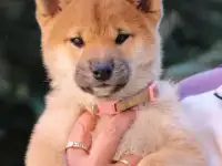 Продам сиба ину, фотография 12