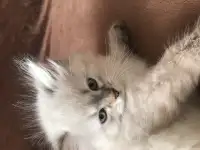 Котята Невской-маскарадной